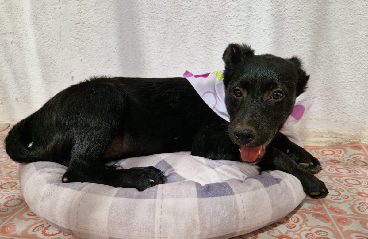 Adoption Liseli