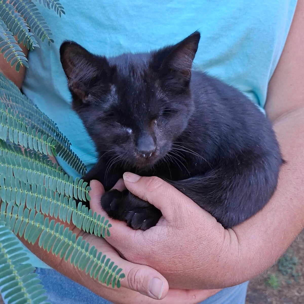Adoption Gilbert