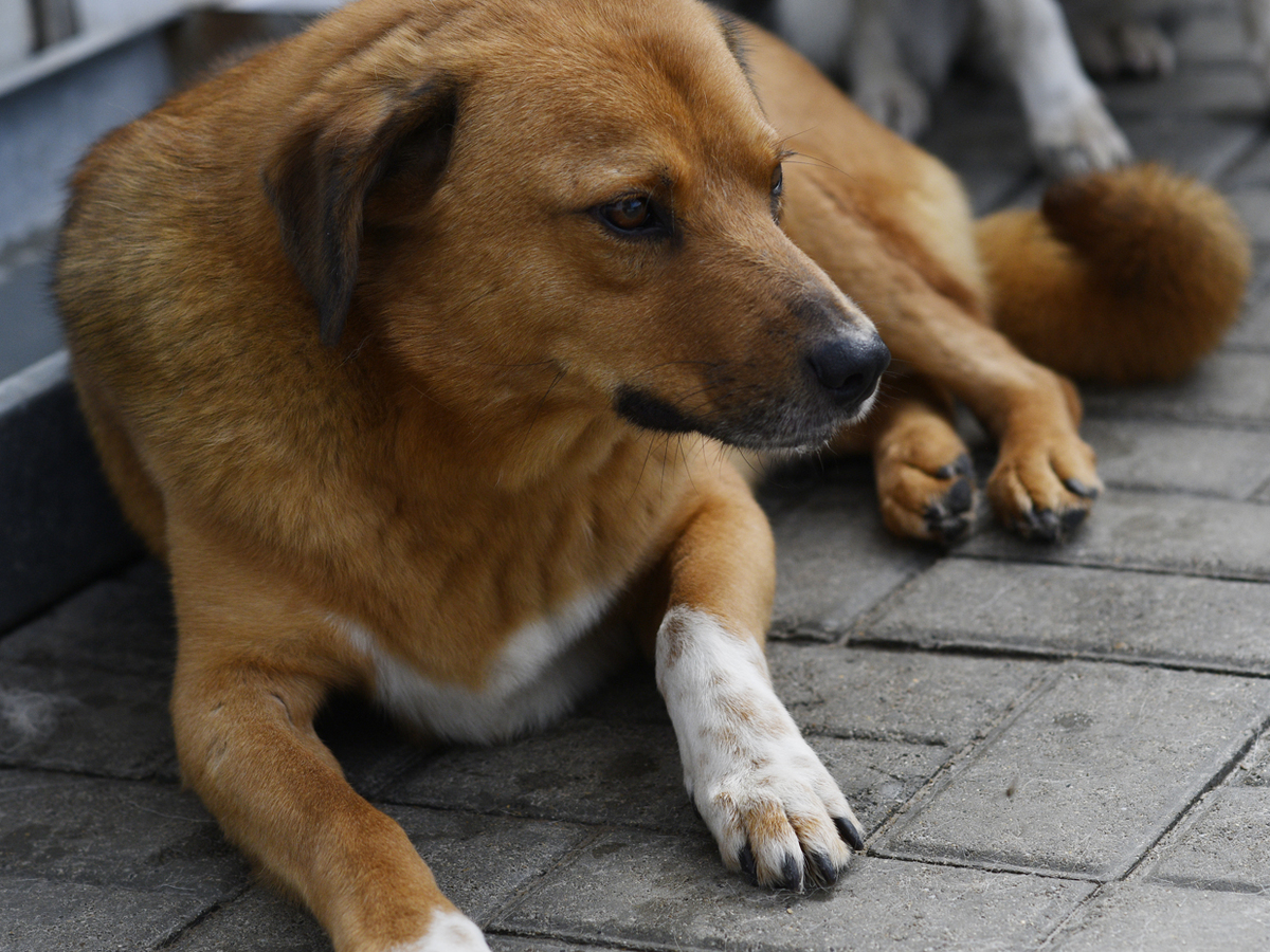 Adoption Eros