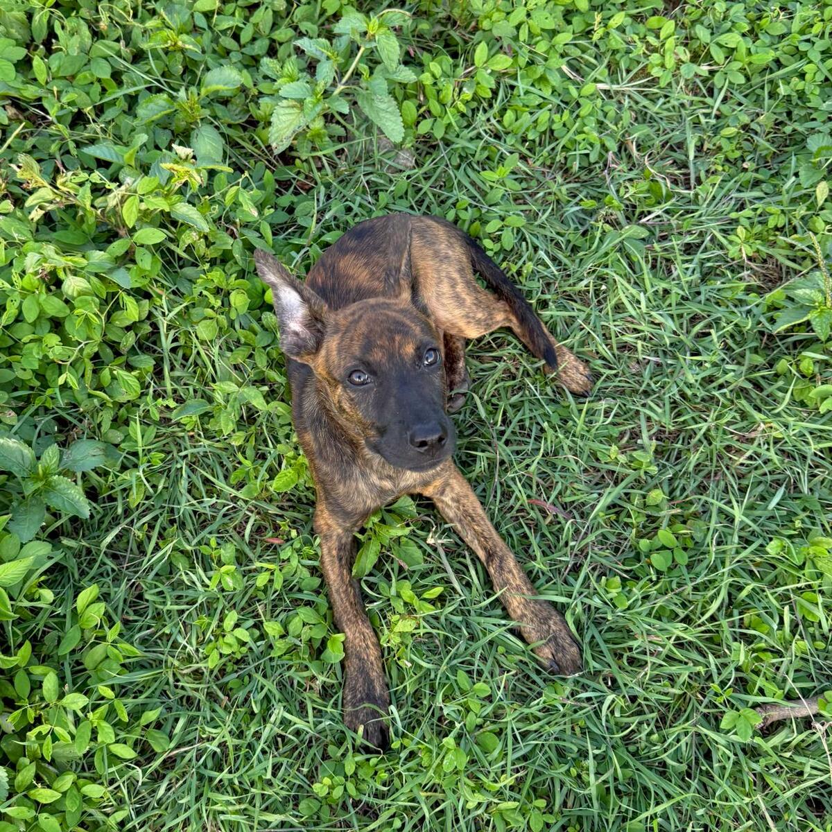 Adoption Syrius