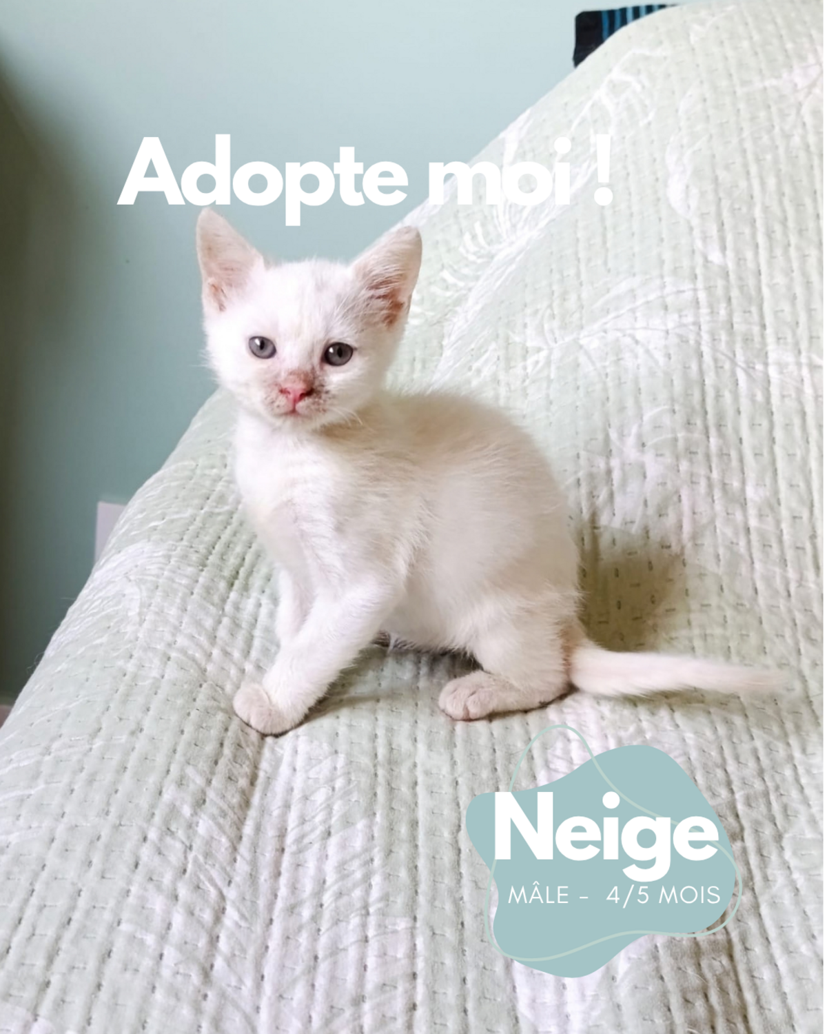 Adoption Neige