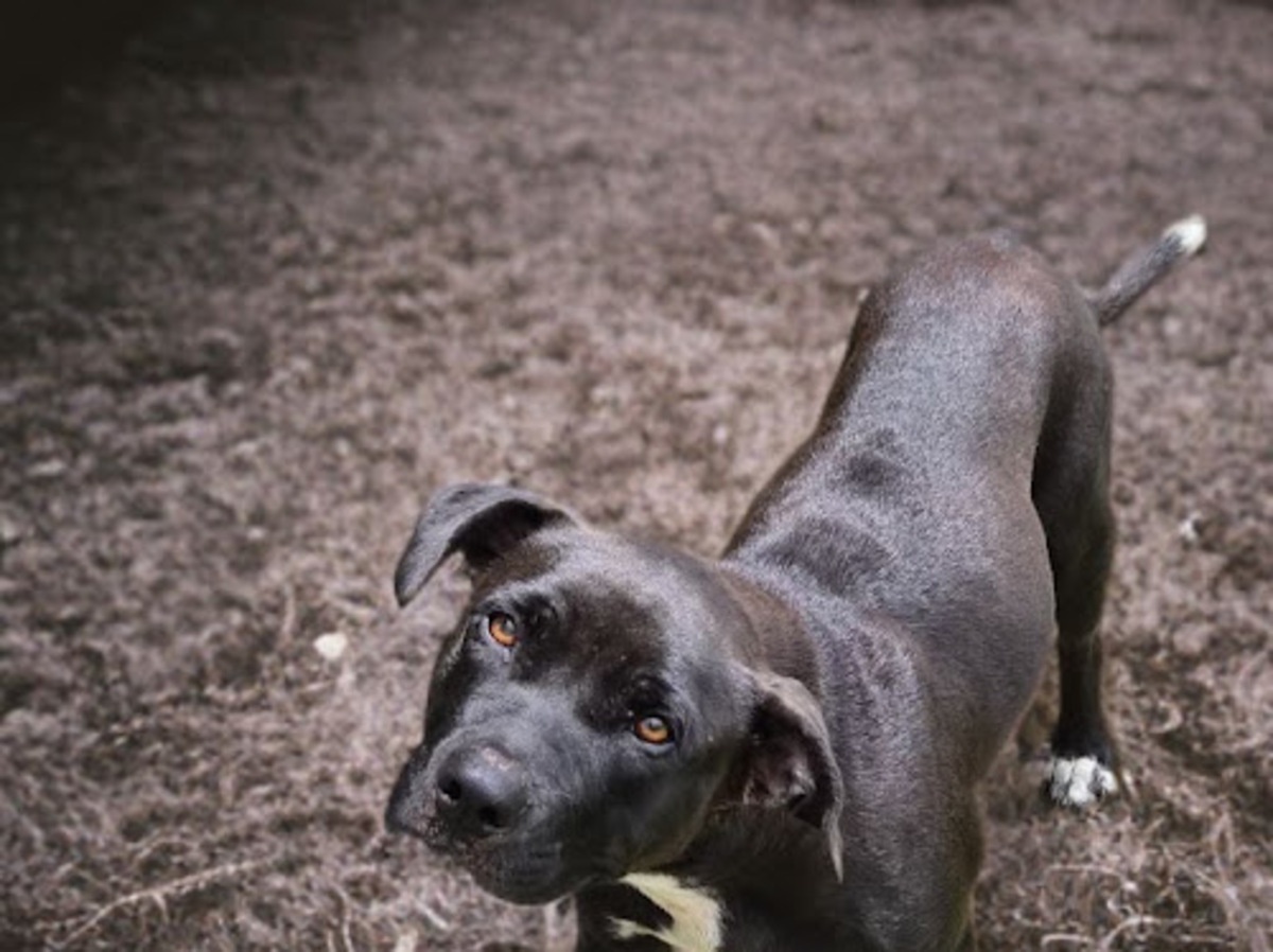 Adoption Saphira
