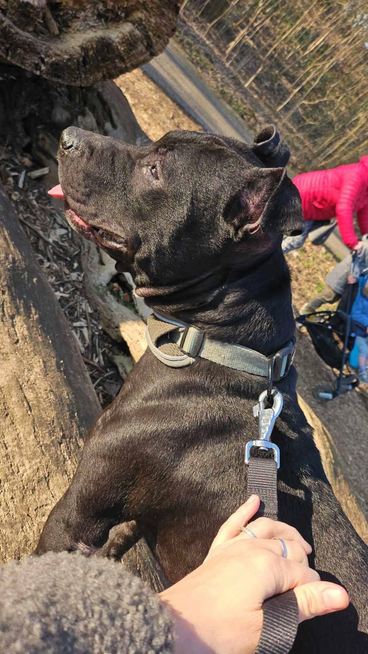 Adoption Paco