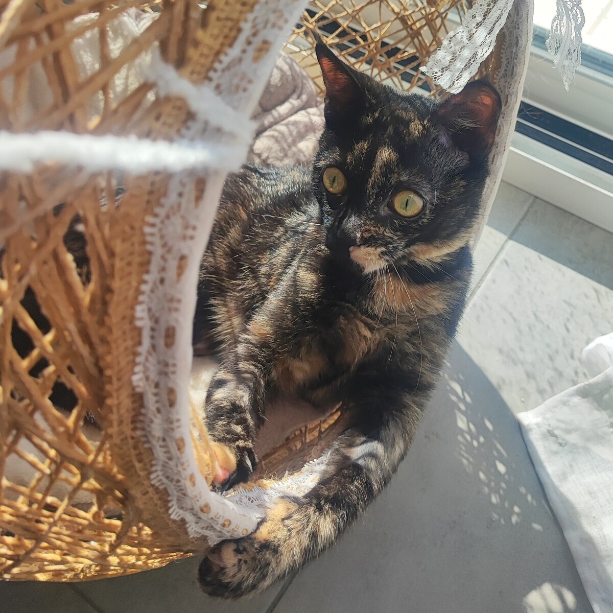 Adoption Merveille