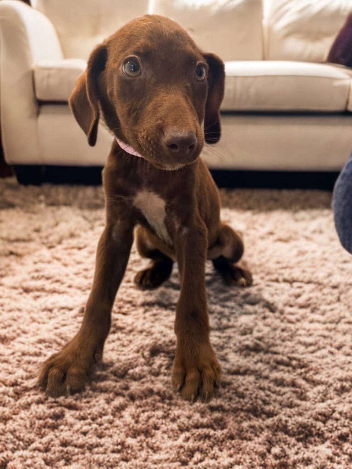 Adoption Takara
