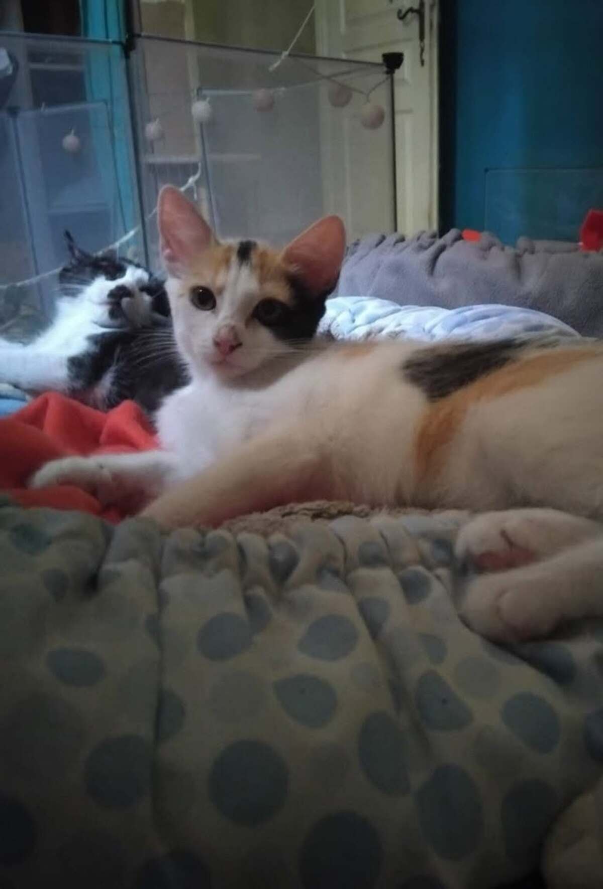 Adoption Baya