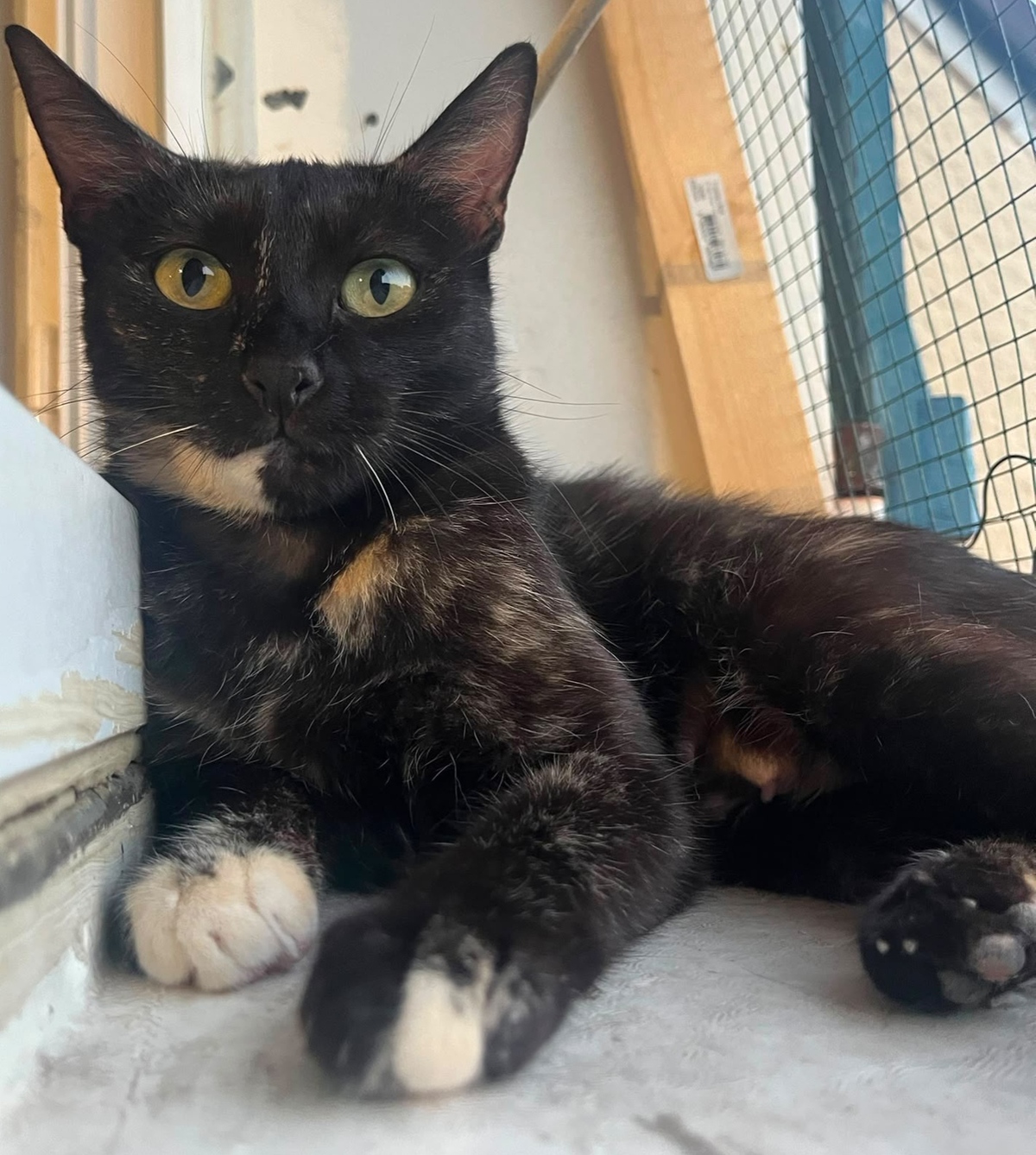 Adoption Amarice
