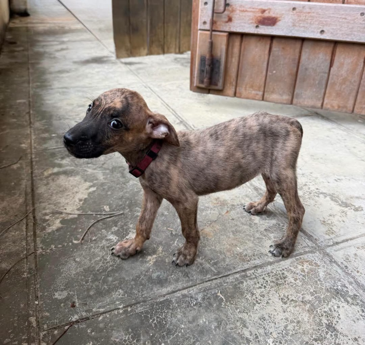 Adoption Kara