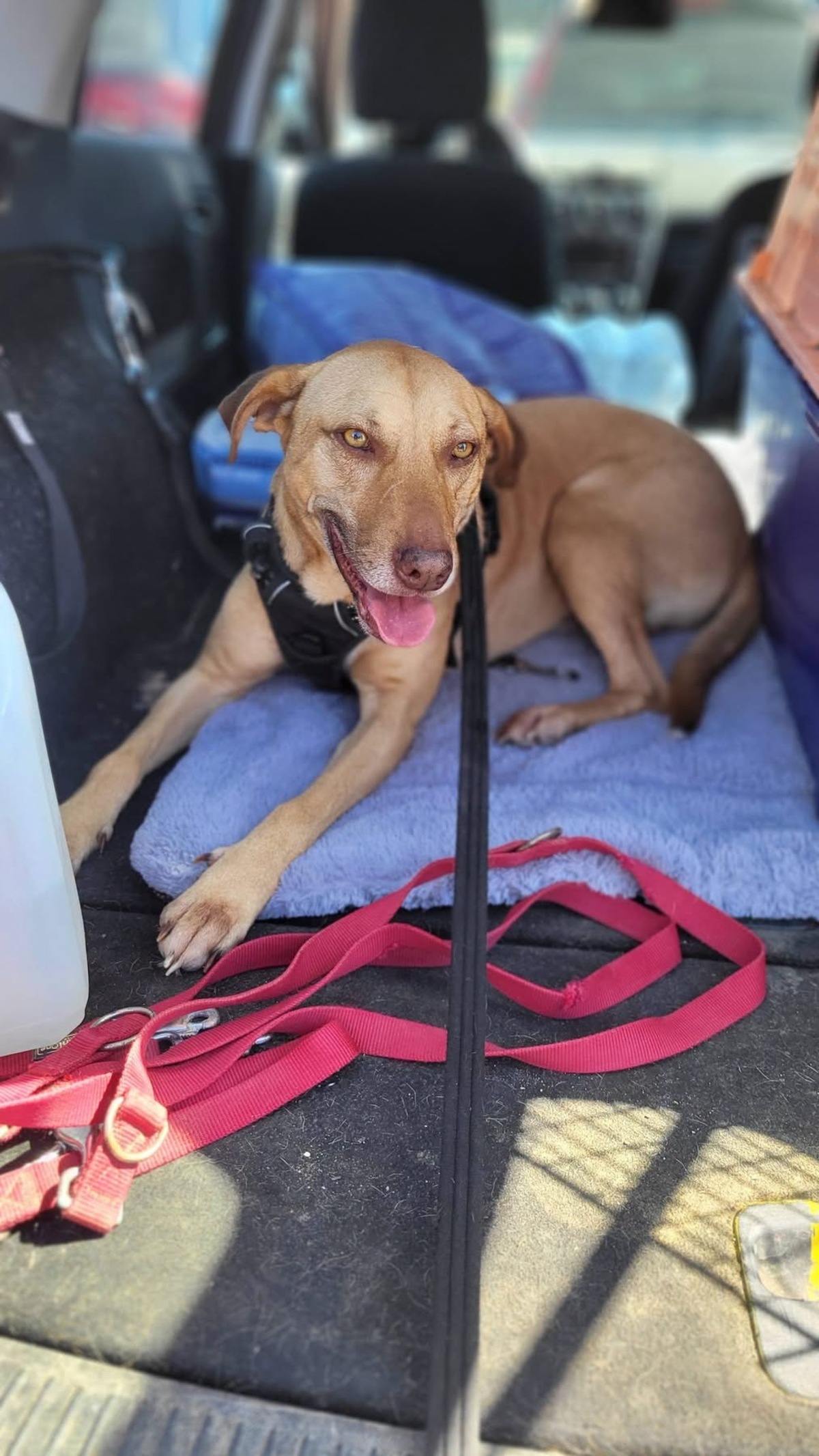 Adoption Fifi