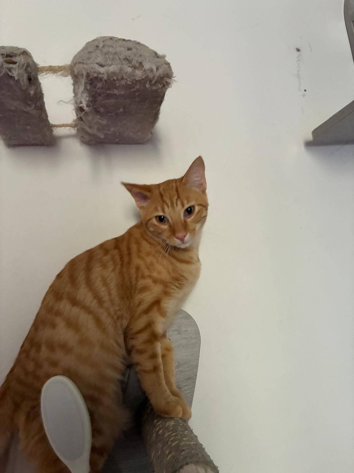 Adoption Chai