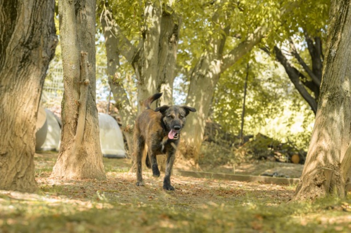 Adoption BOBBY