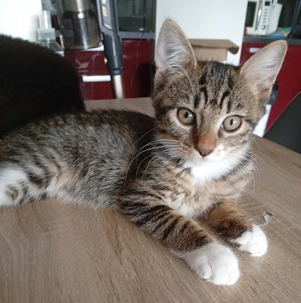 Adoption Buffy