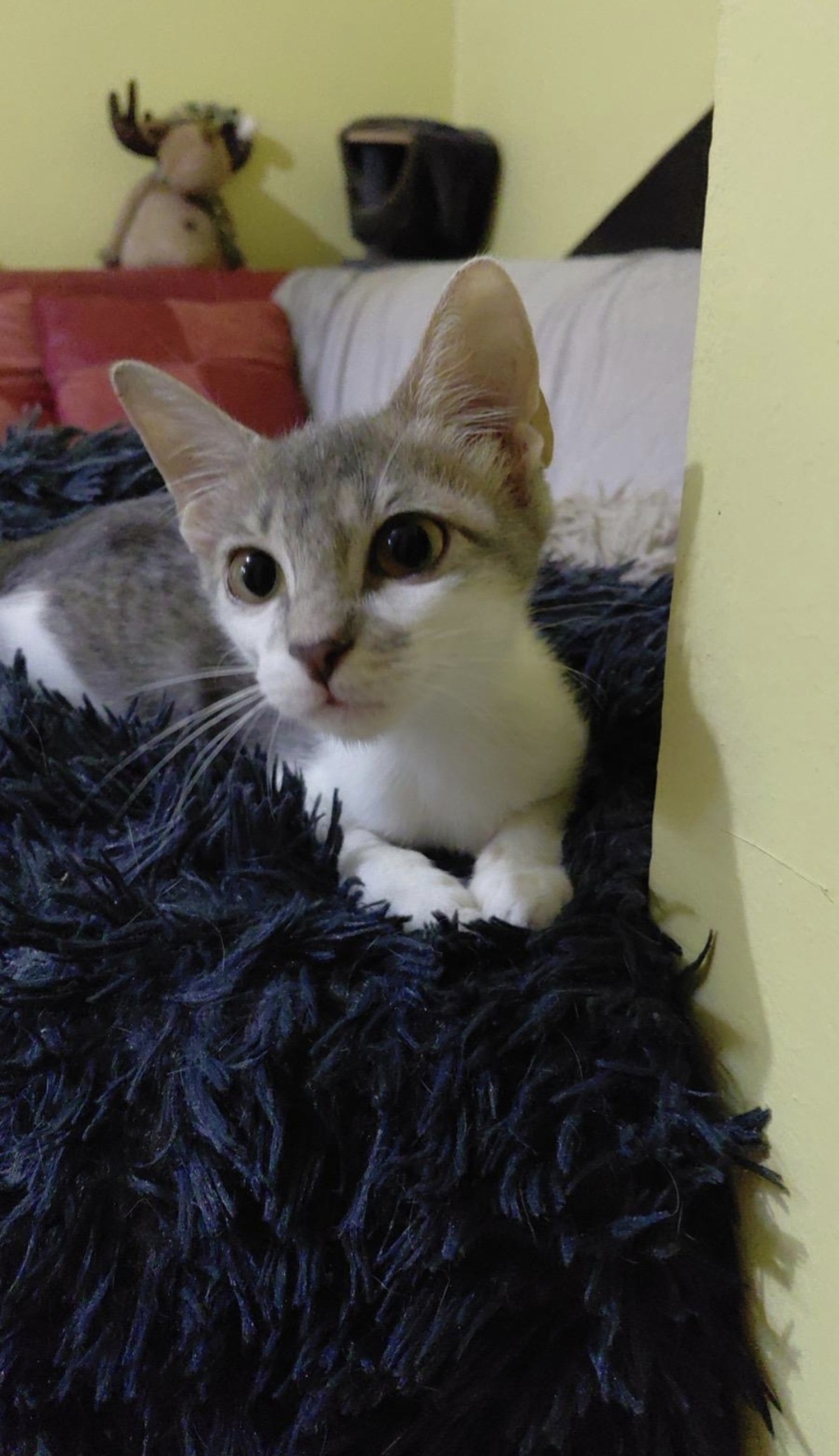 Adoption Loulou