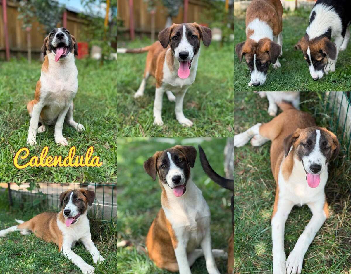 Adoption CALENDULA