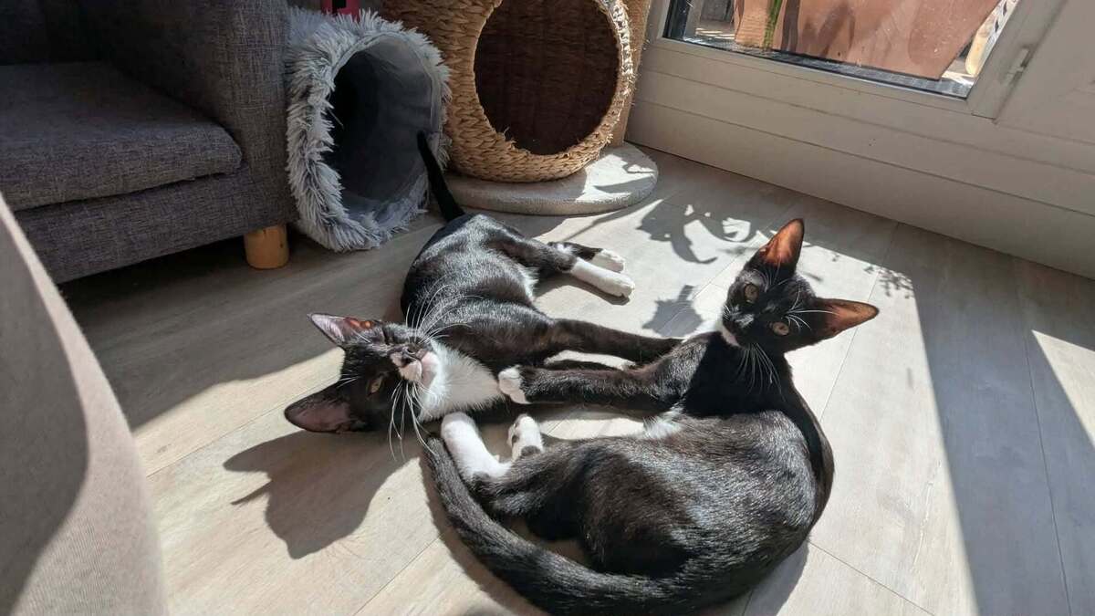 Adoption Bulle