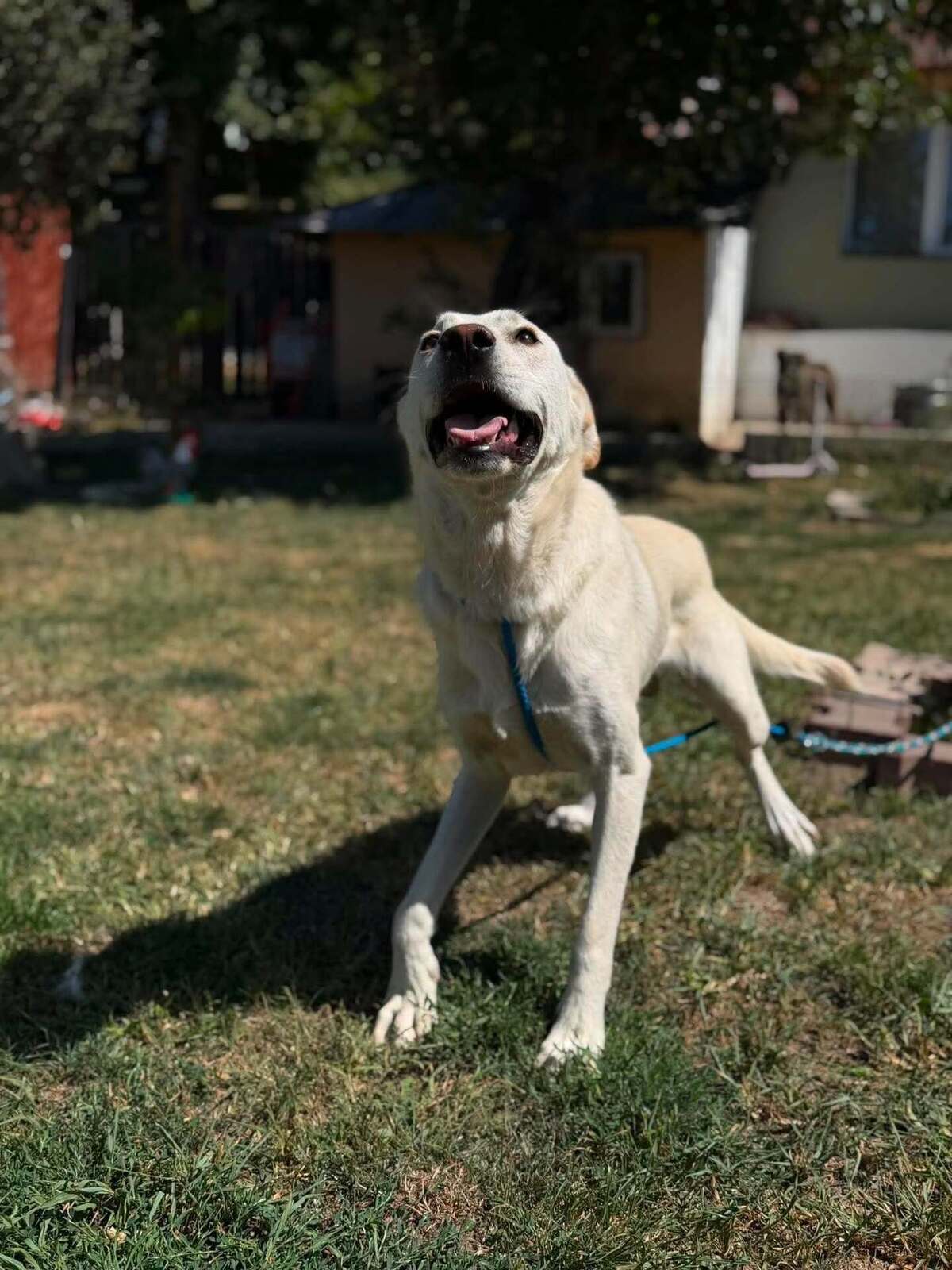 Adoption Solis