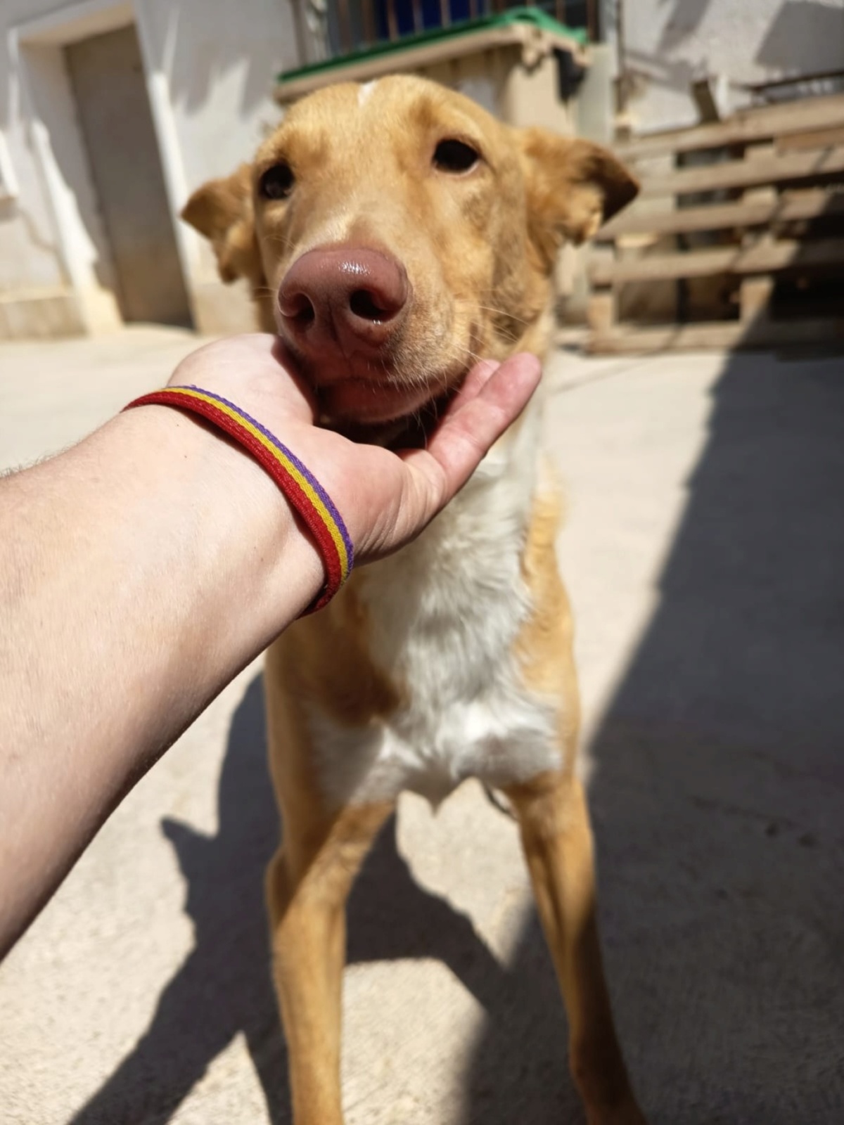 Adoption BERTO