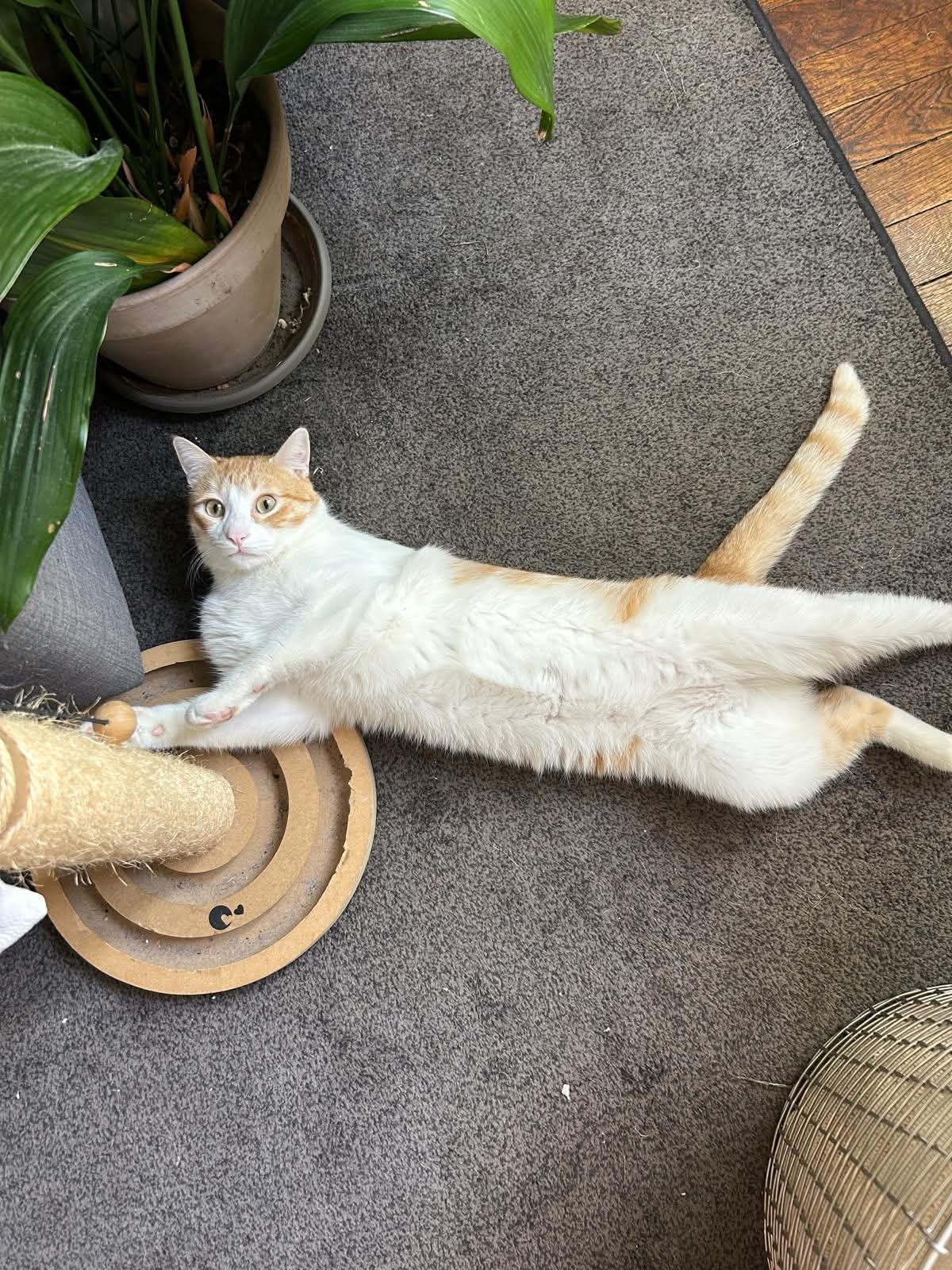 Adoption Miki