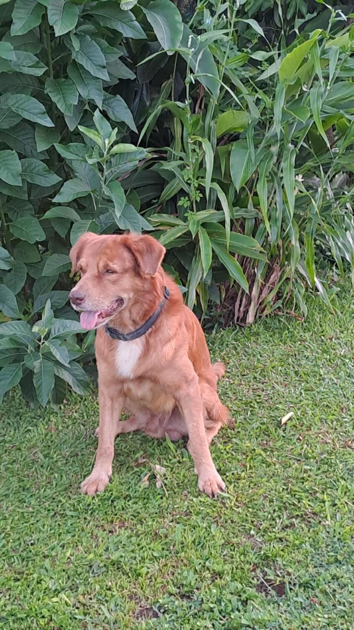 Adoption Maroon
