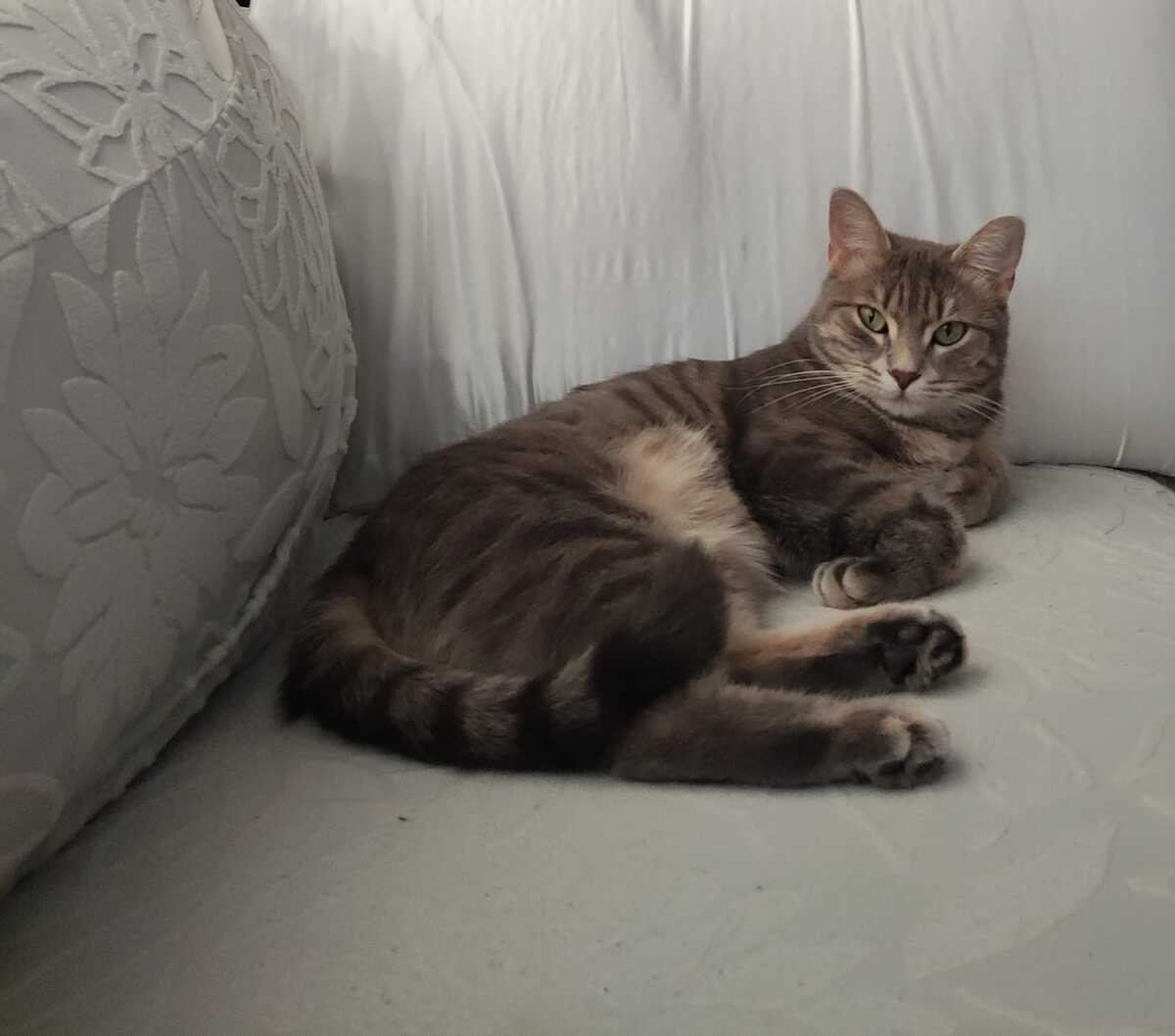 Adoption Luna