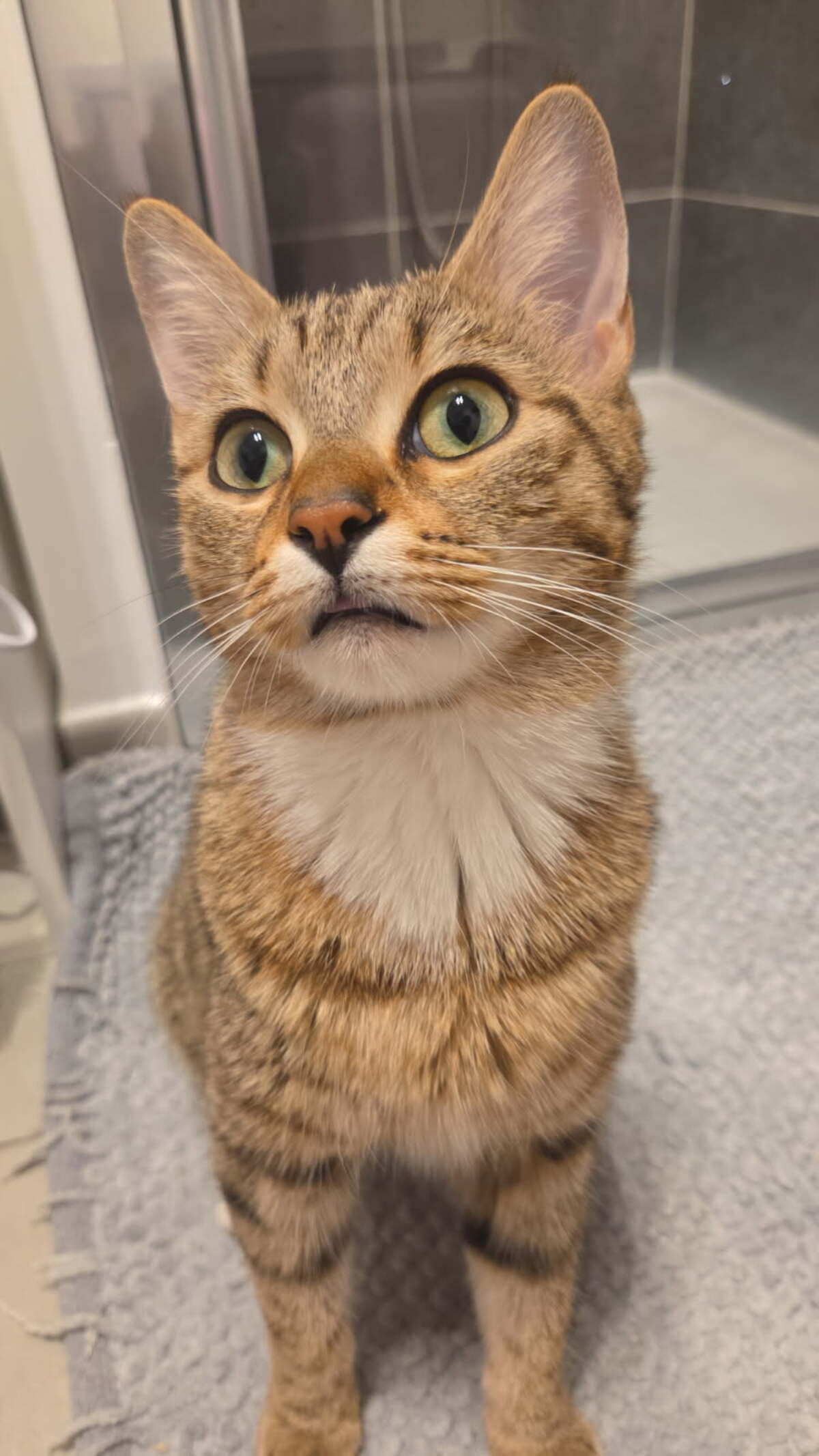 Adoption Tiana