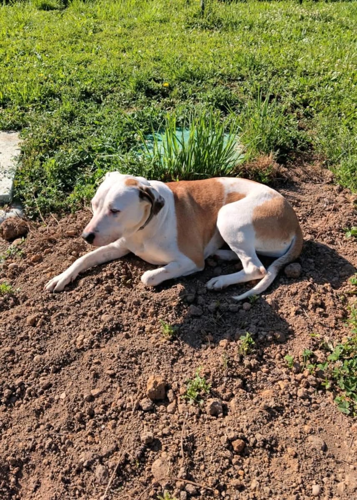 Adoption Romy