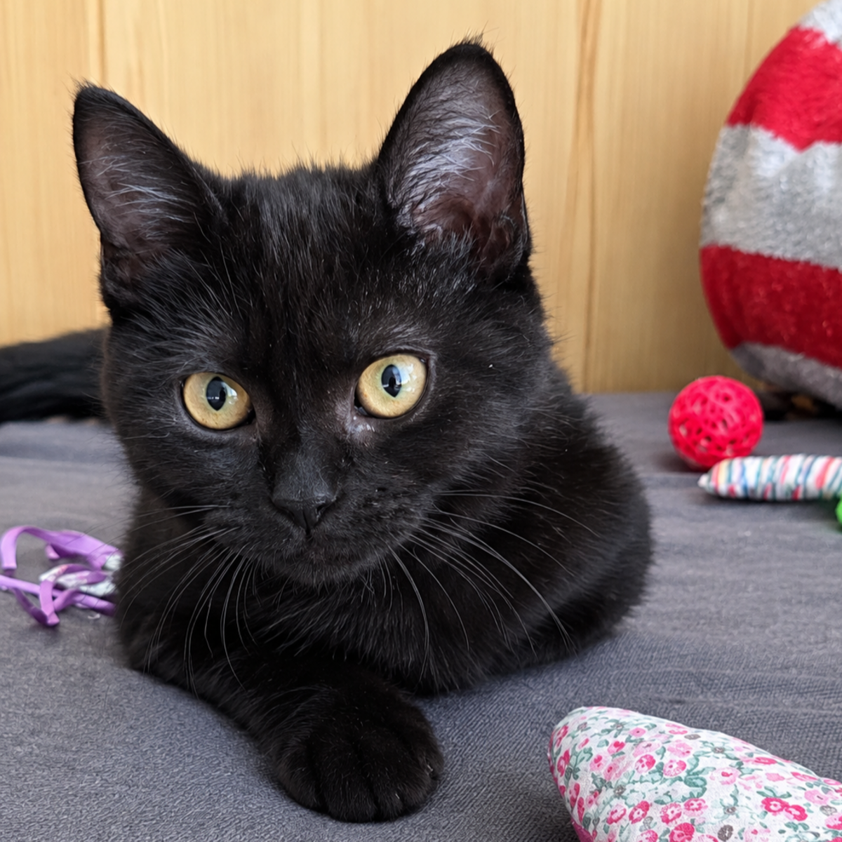 Adoption Goyave