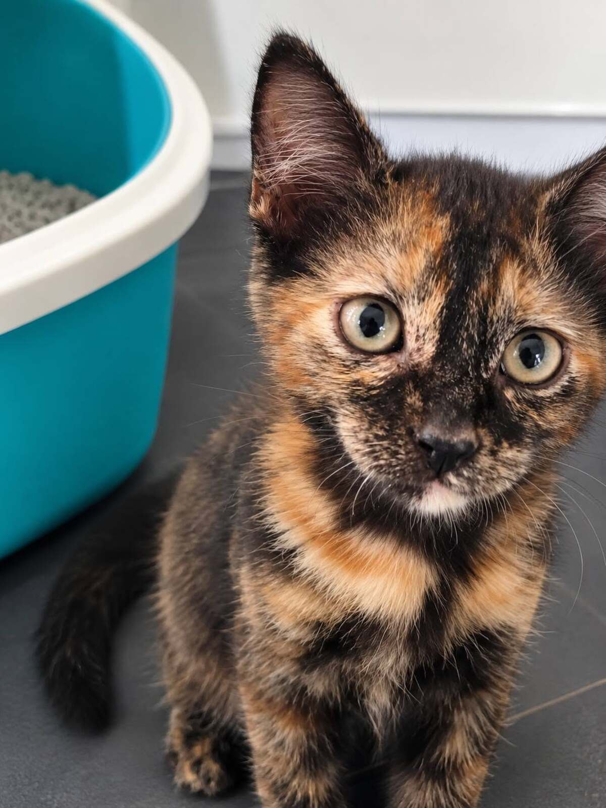 Adoption PRALINE