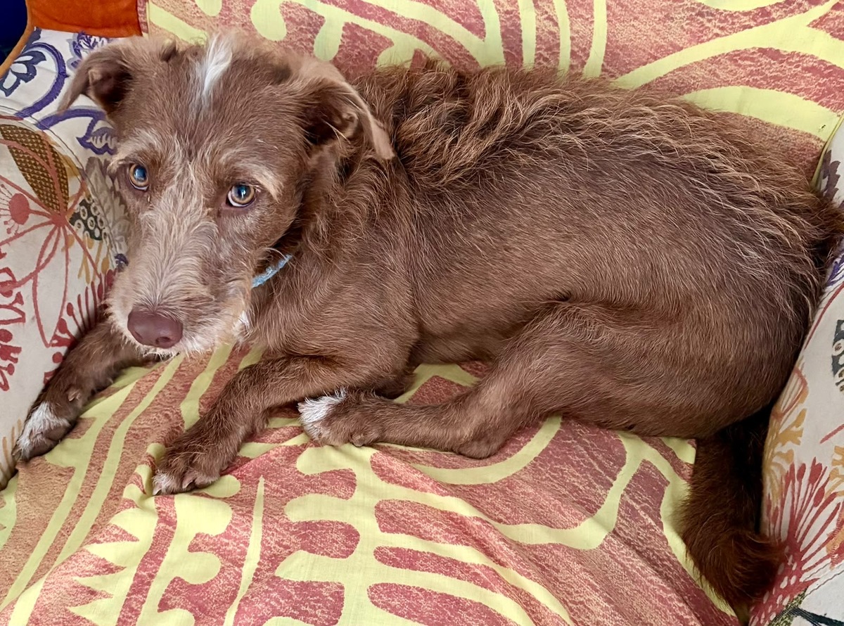 Adoption association PLUM