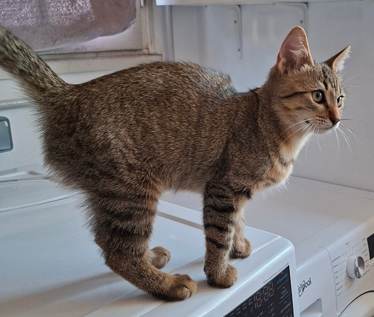 Adoption BABOU