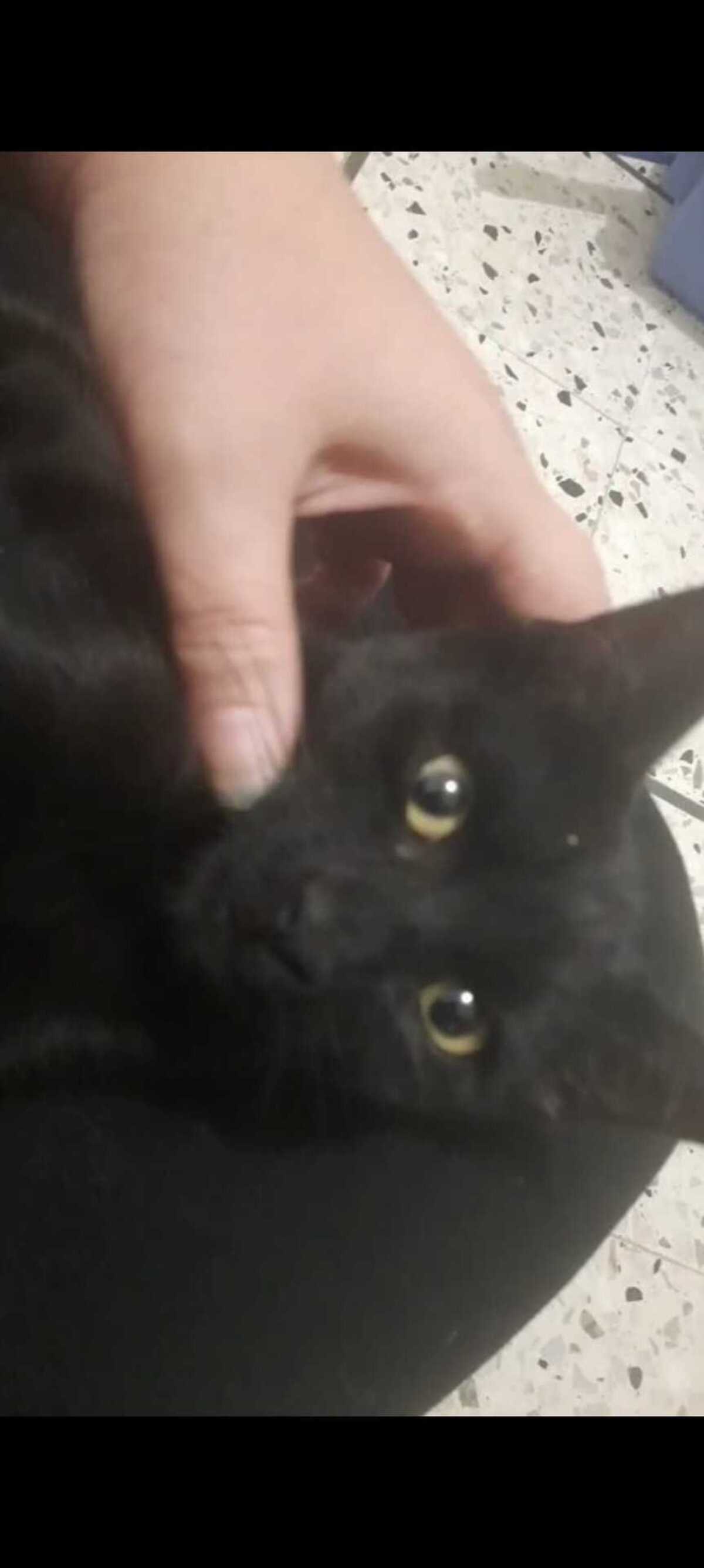 Adoption Brume