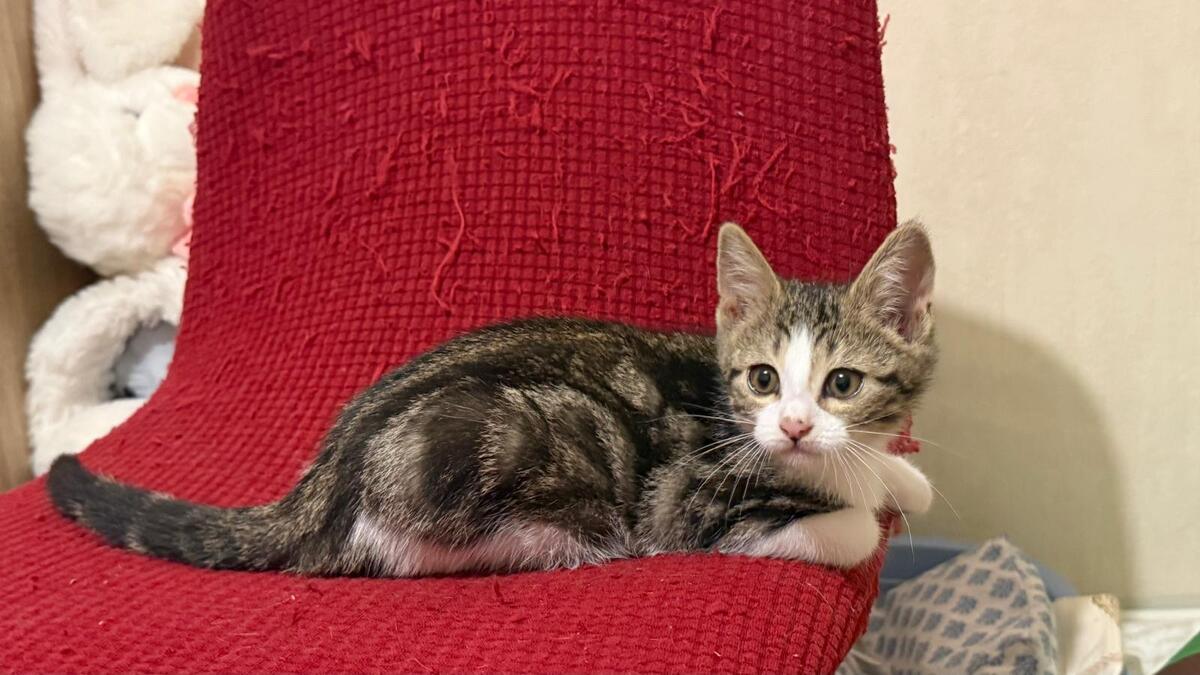 Adoption Romane