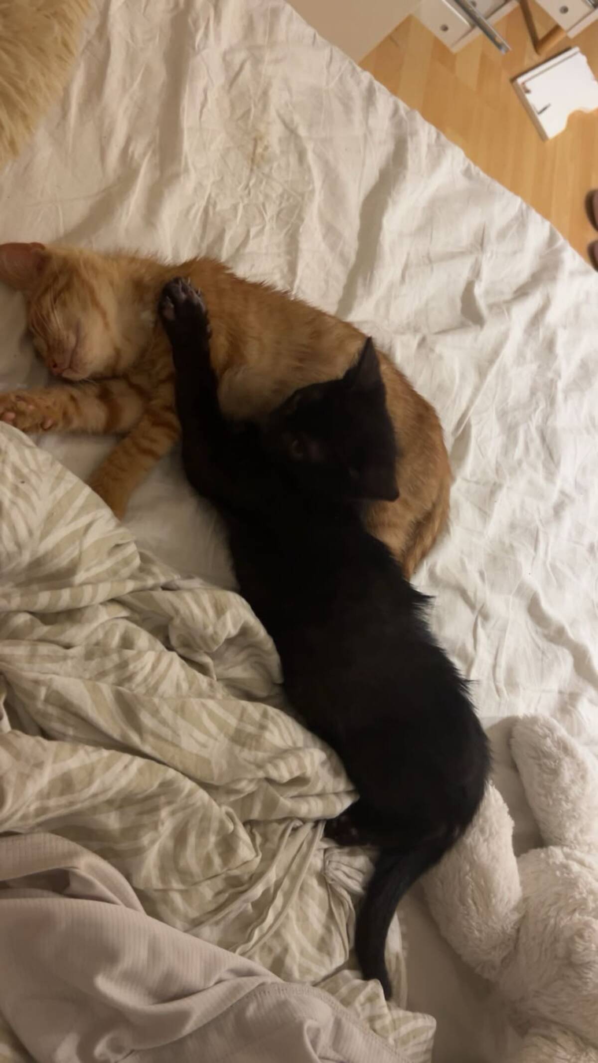 Adoption Moon