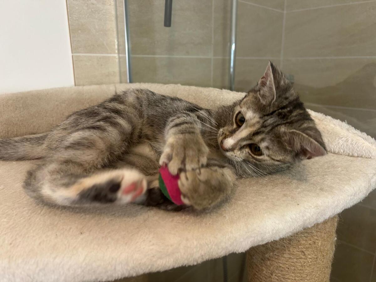 Adoption Mia