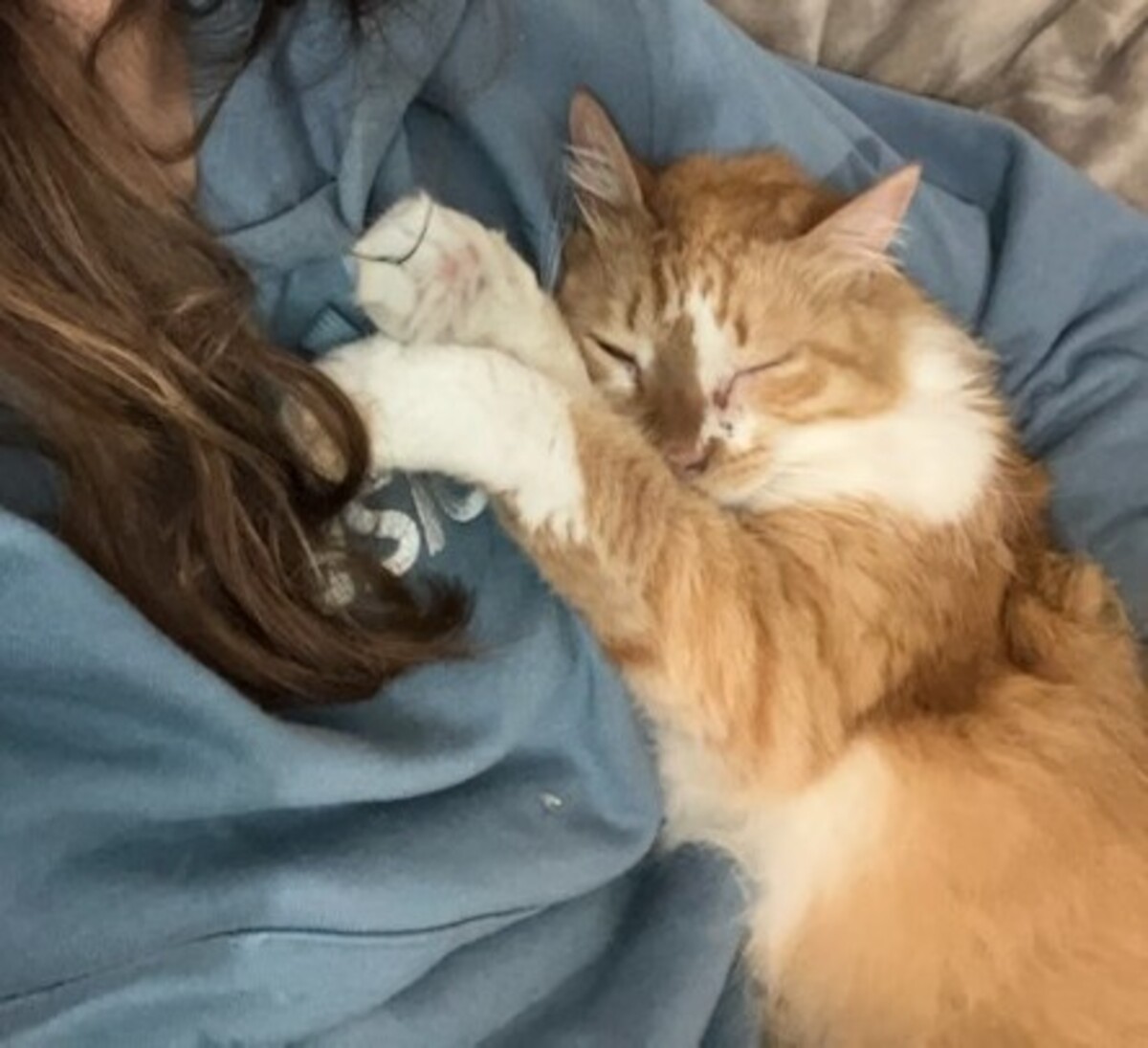 Adoption Nounours