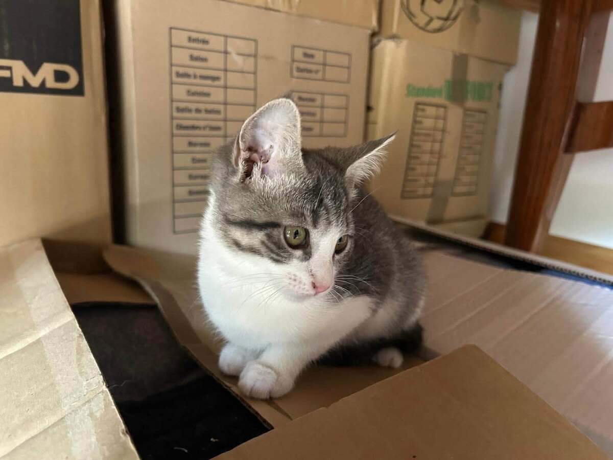 Adoption BLISIE