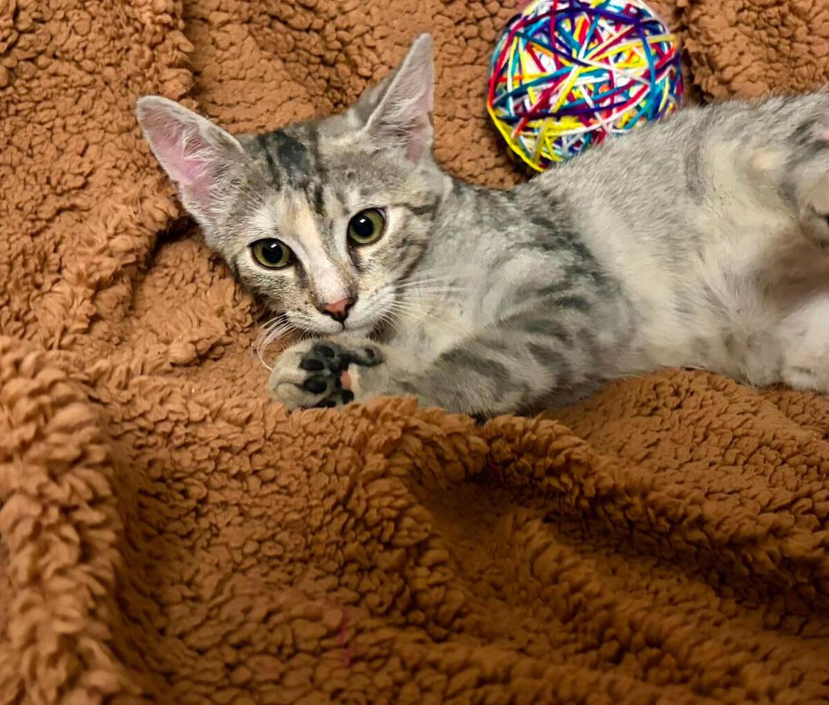 Adoption Mia
