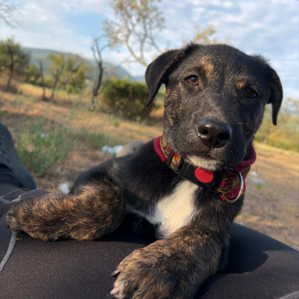 Adoption ZOOMIE