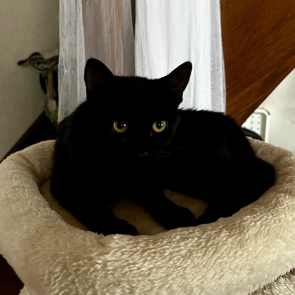 Adoption Loulie