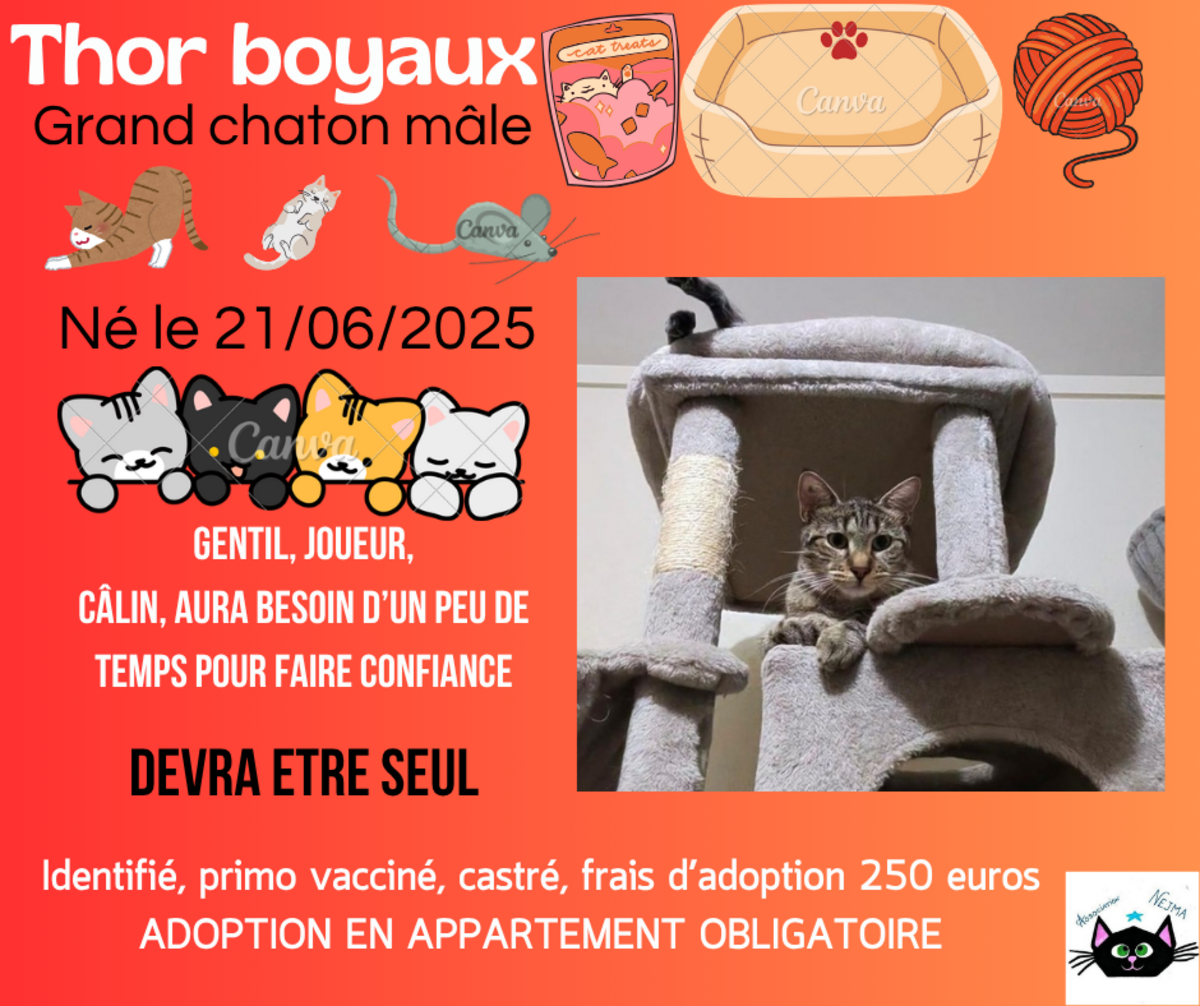 Adoption Thor boyaux