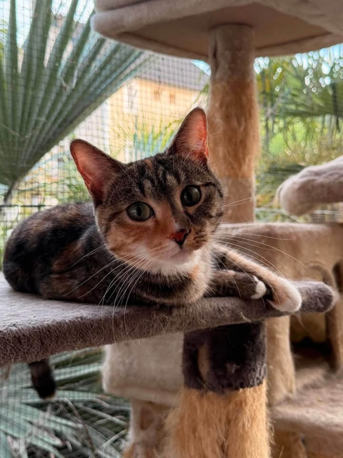 Adoption Bijou