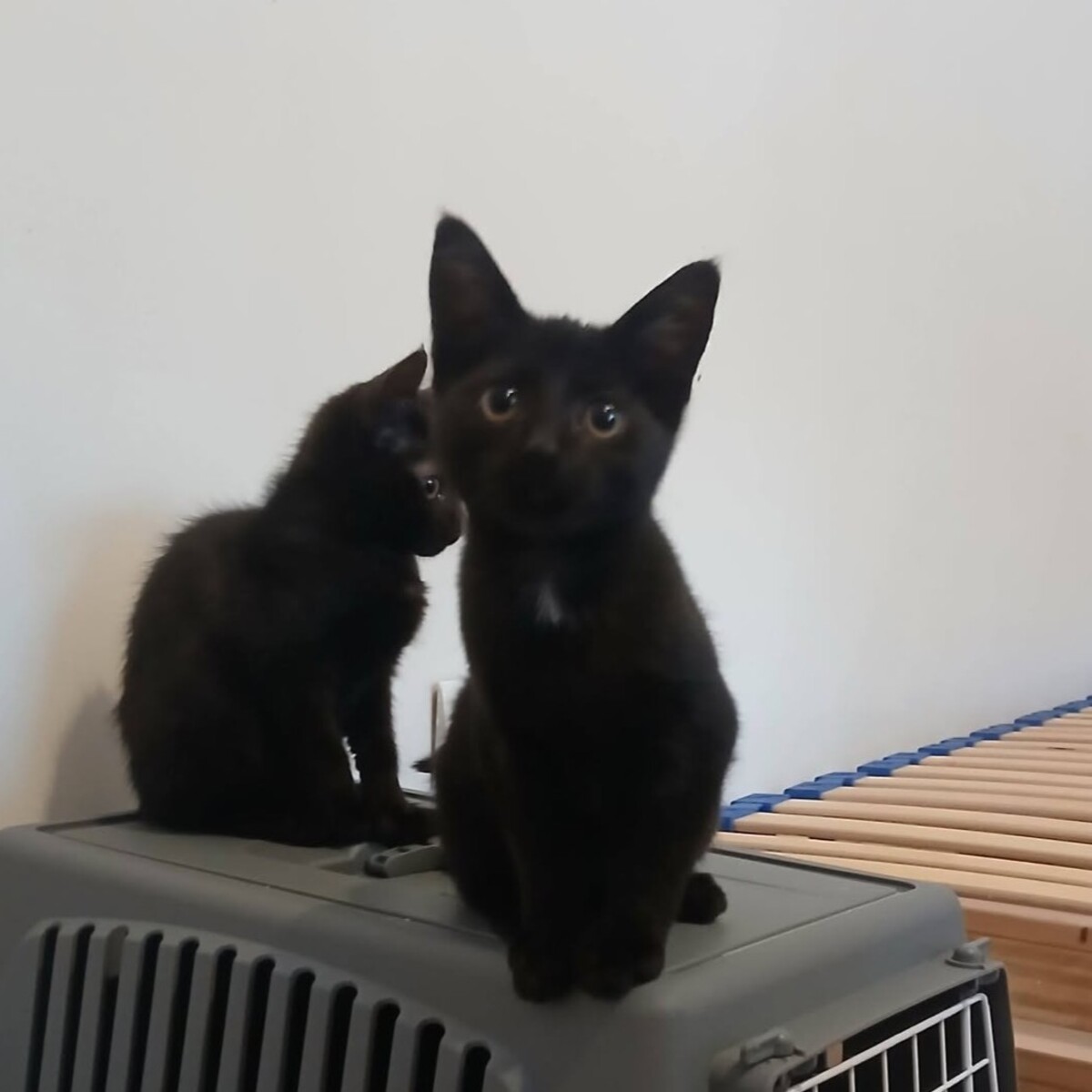 Adoption Sael