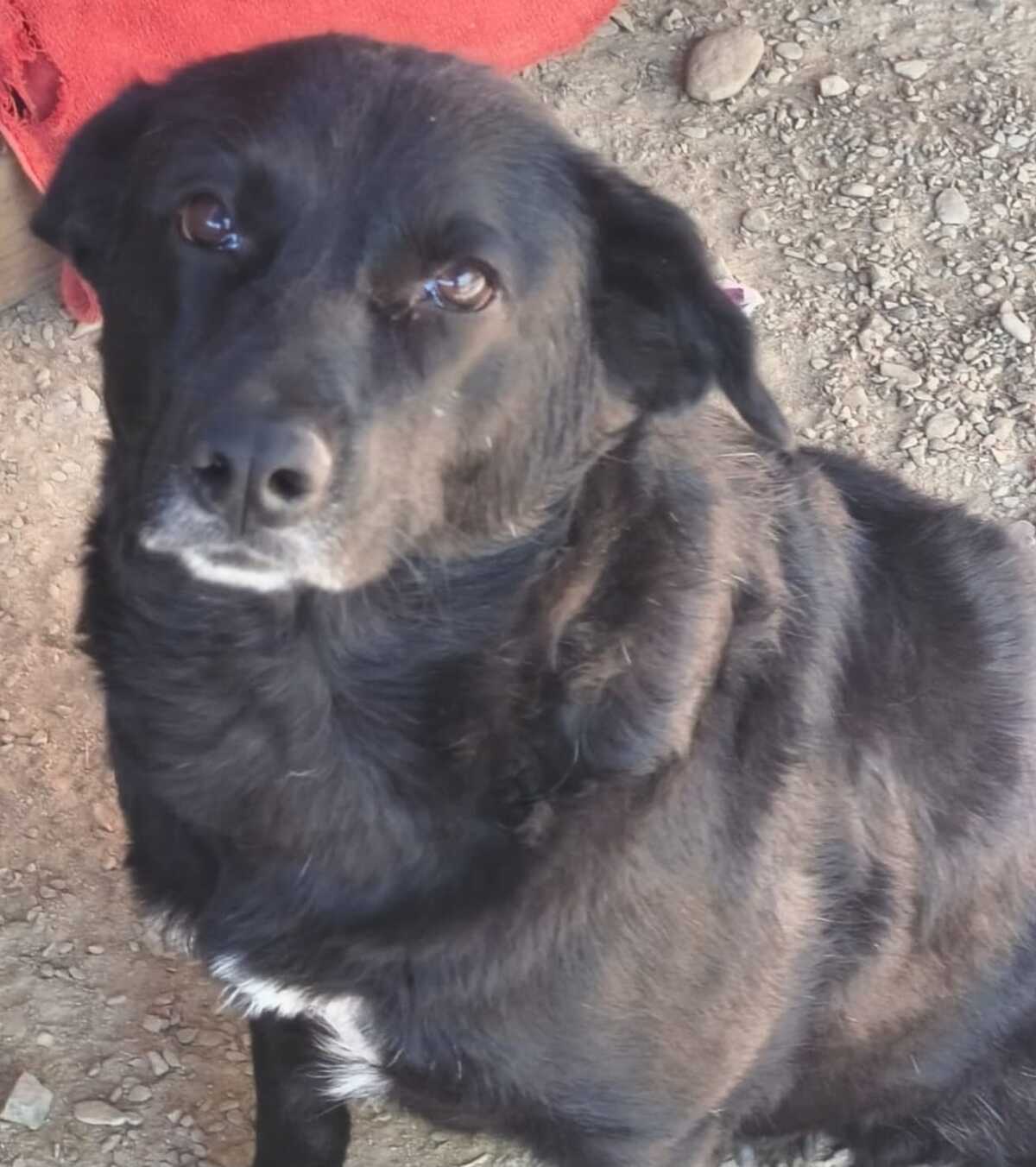 Adoption ANIELKA