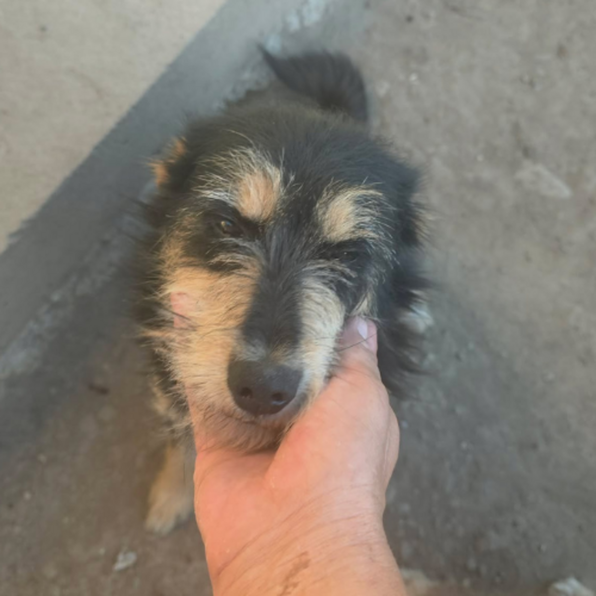 Adoption Canelle