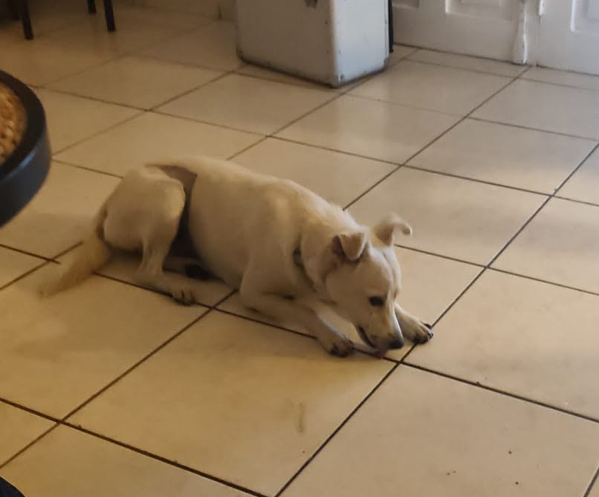 Adoption Bora