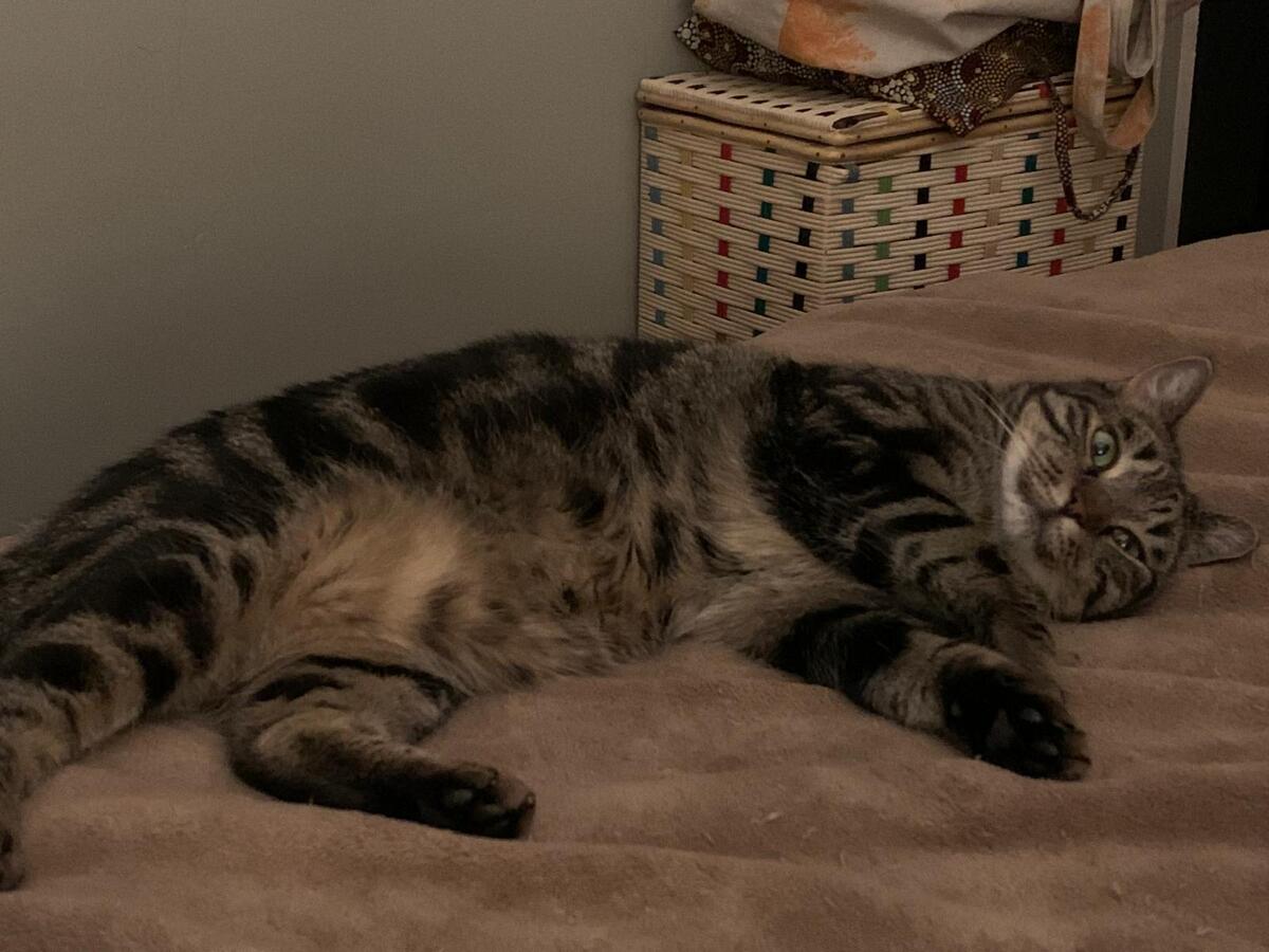 Adoption Athena