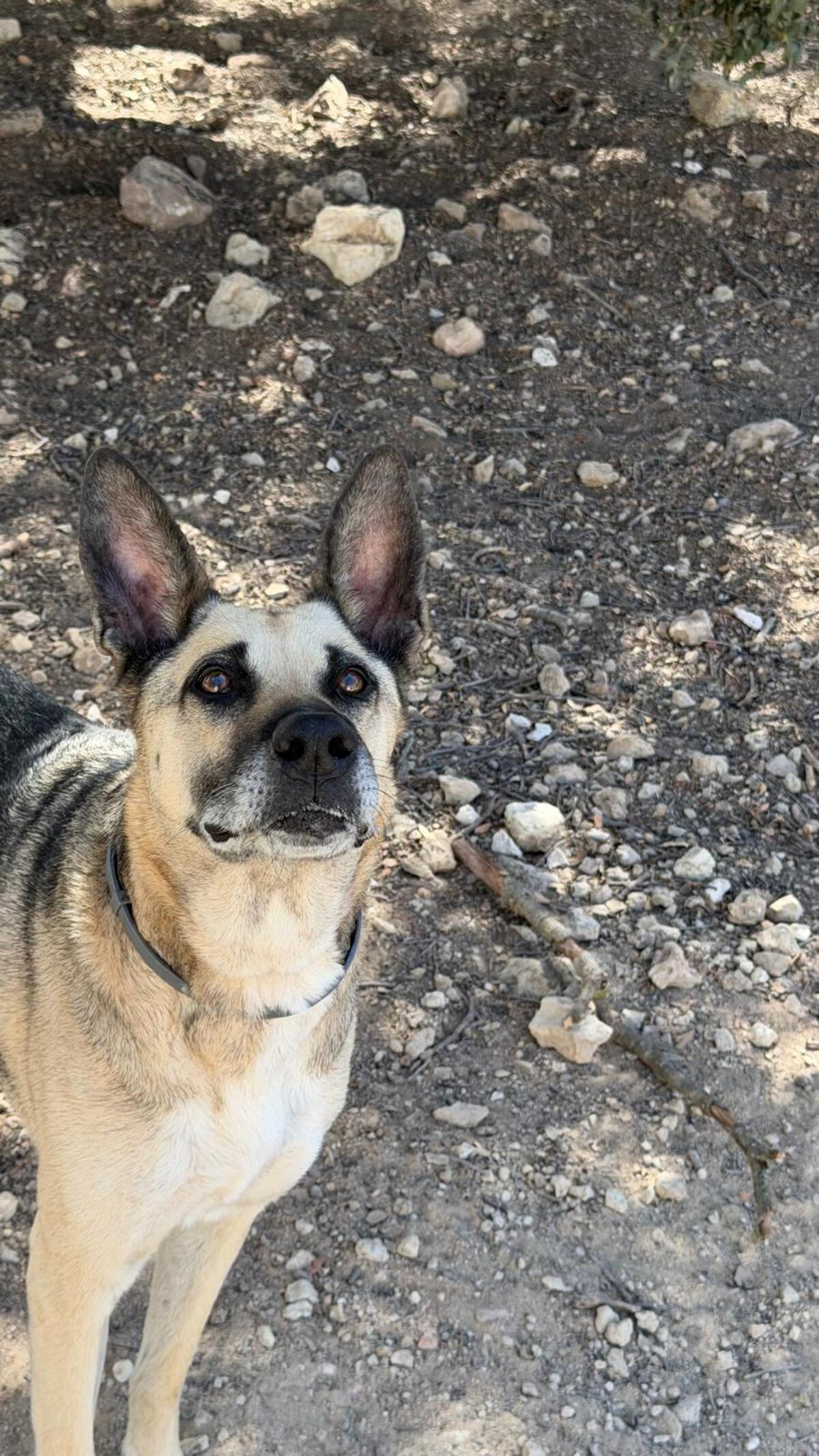 Adoption Alba