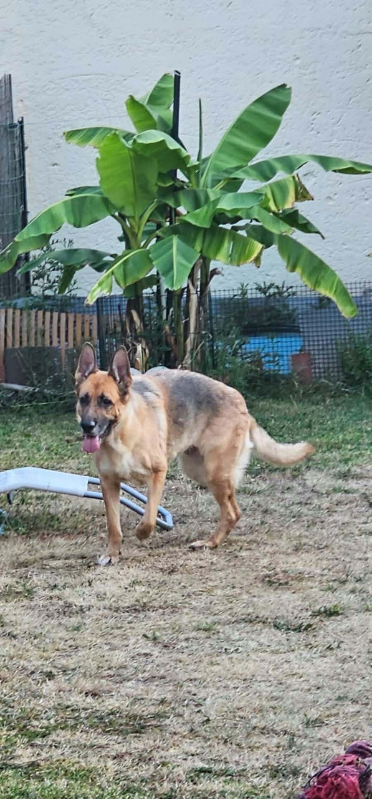 Adoption Daya