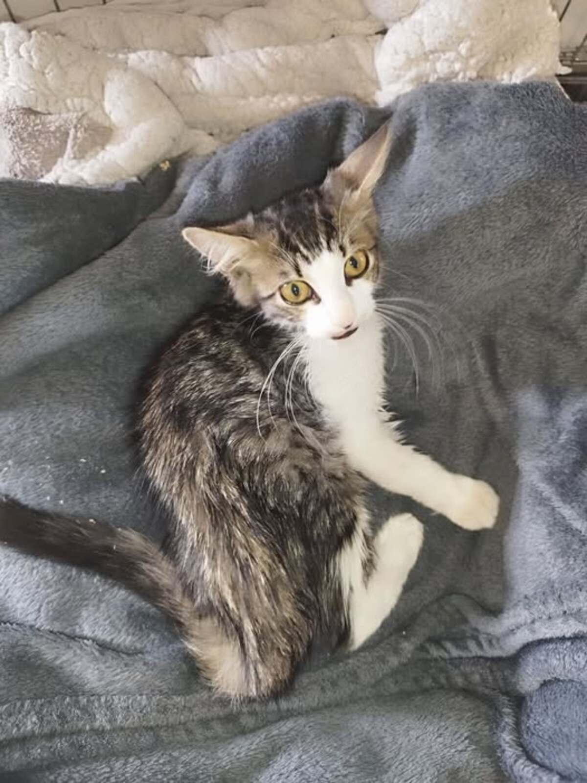 Adoption Bernard