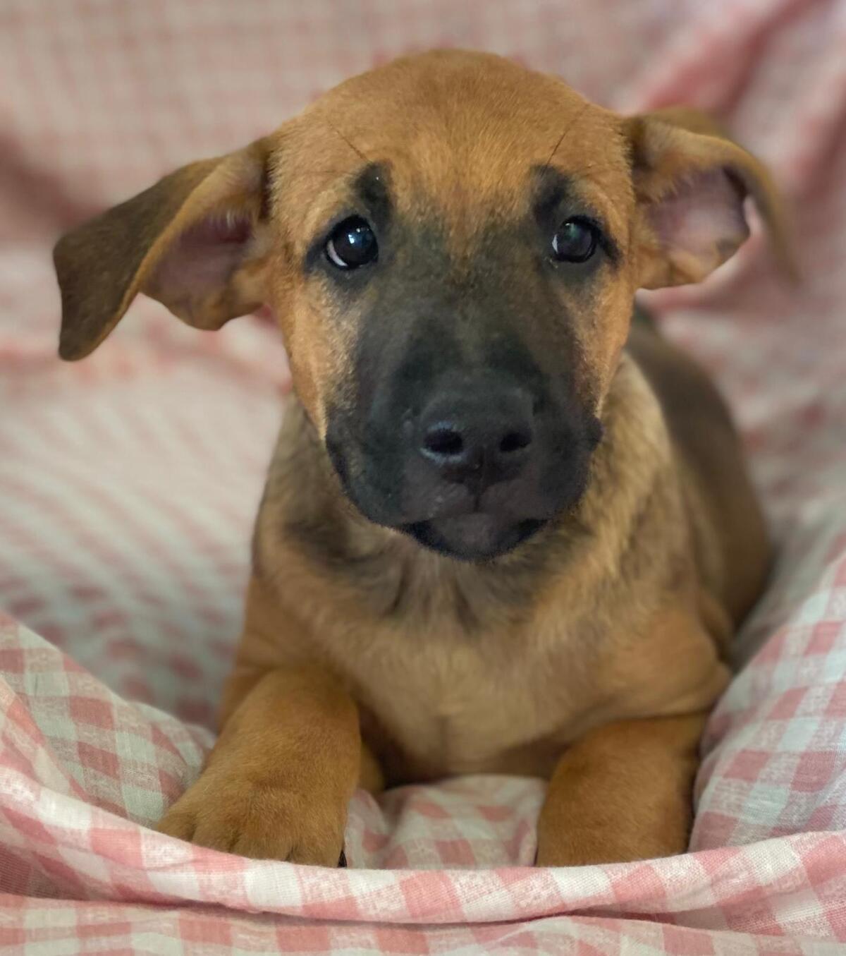 Adoption Libia